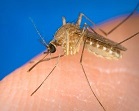 Photo of Mosquito