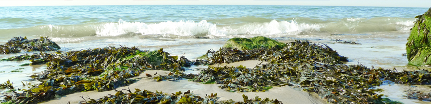 seaweed on the beach