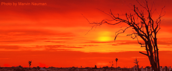 Graphic showing bright sunshine and a tree without leaves