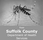Mosquito Brochure Graphic