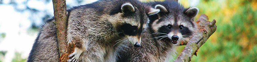 two raccoons