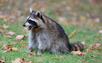 Raccoon Sitting