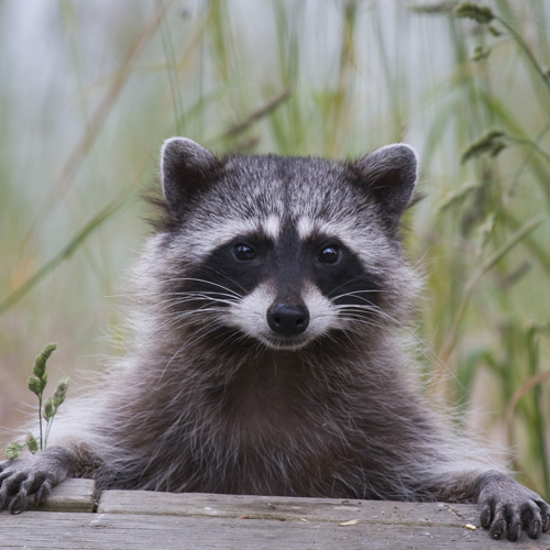 a racoon