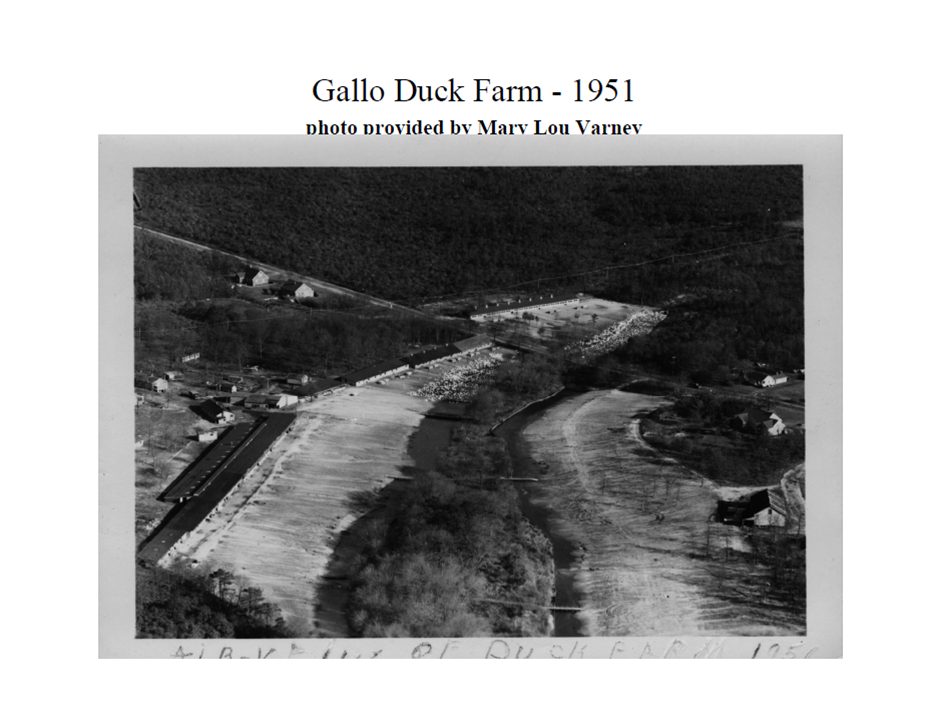 Aerial photo of Gallo Duck Farm circa 1951