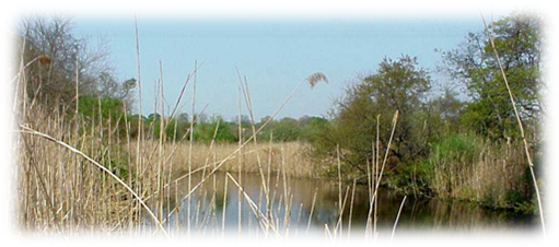 Picture of water at mud creek