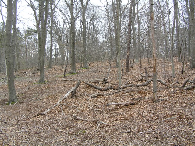 image 11 - old dead tree branches in the middle of a fall forest