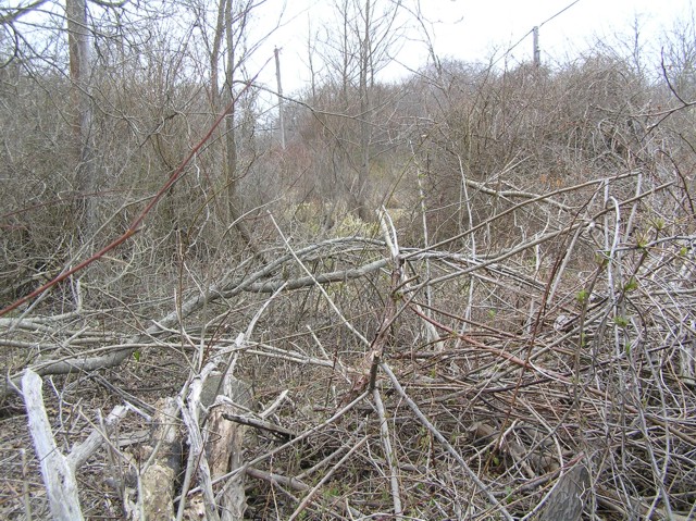image 14 - dead fallen trees