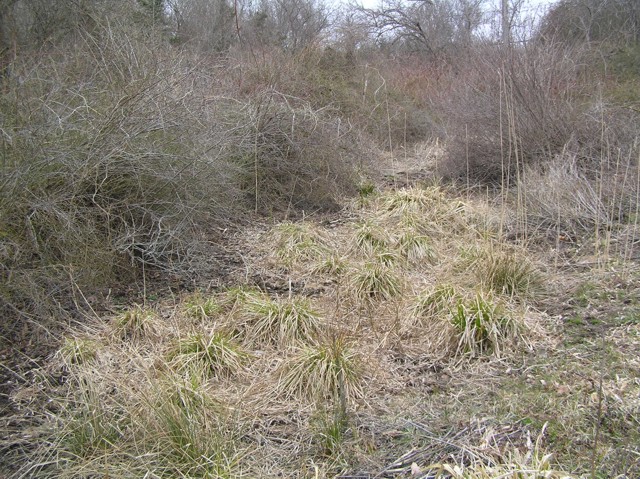 image 17 - dry grass