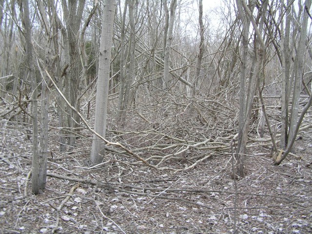 image 23 - dead tree branches in the forest