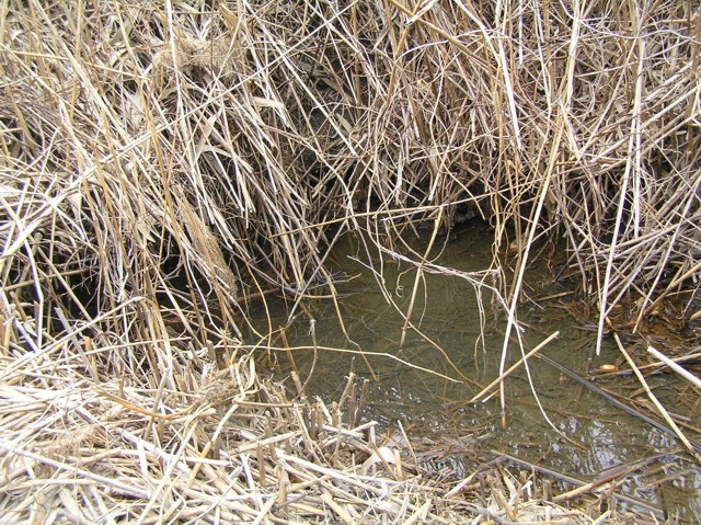 image 26 - a pool of water surrounded by dry grass