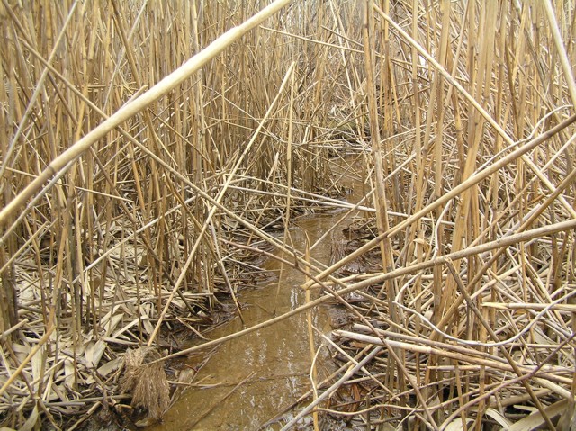 image 27 - a small stream runs through dry reeds
