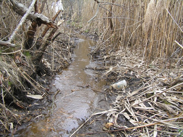 image 28 - a small stream runs through dry reeds and trees