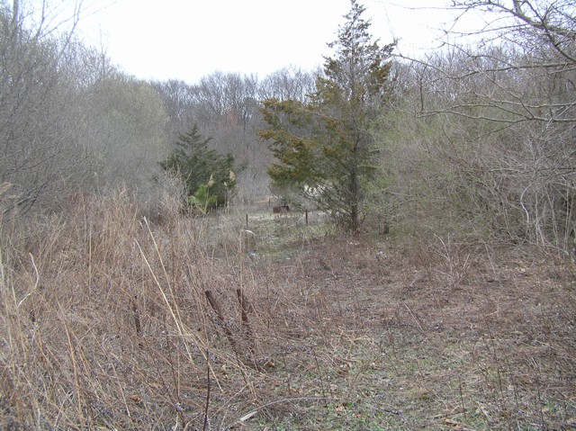 image 3 - a path to some trees