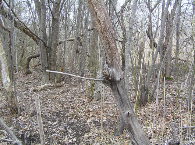 image 30 - dead trees with no leaves make up the forest