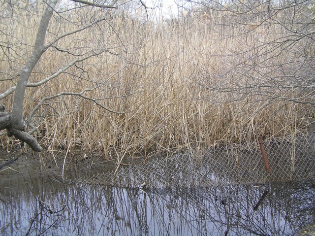image 31 - a small bed of water with downed fenceline in it. trees and reeds are in the background