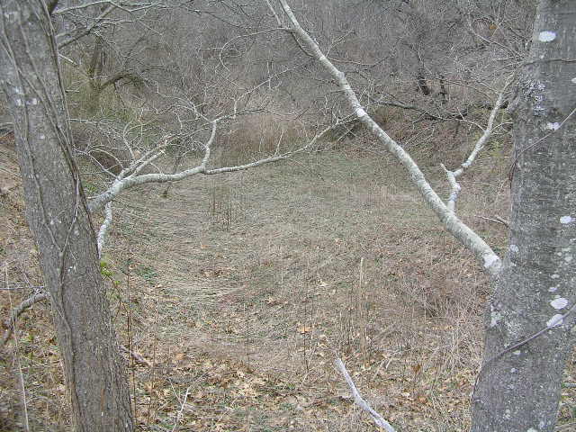 image 42b - a grassy field in the woods