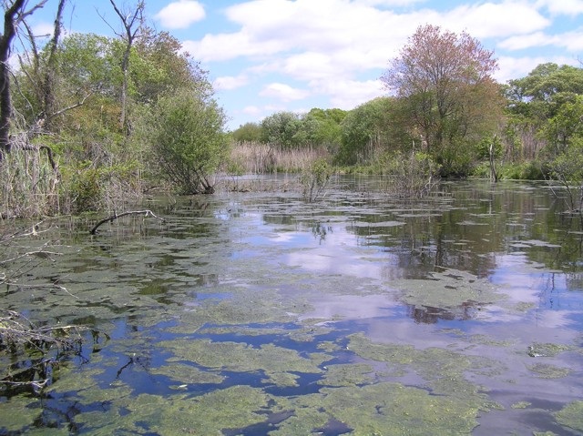 image 45a - a lake with moss on the surface cuts through trees