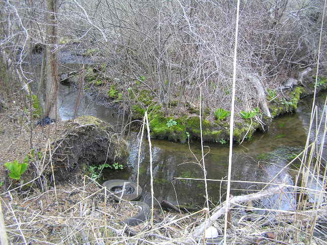image 48 - a small stream winds through the forest, 2 old tires lay next to stream bend