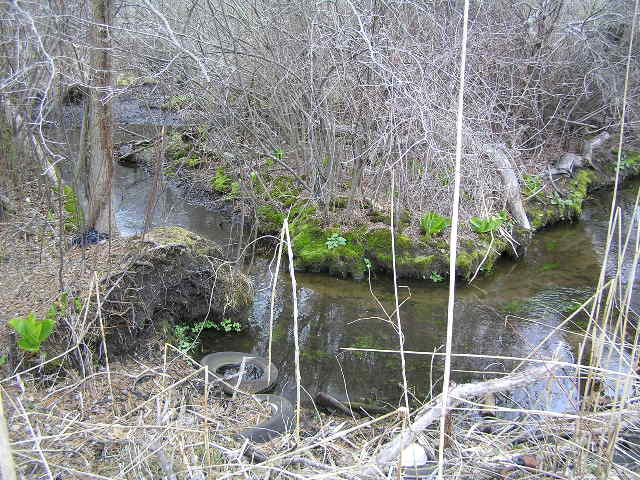 image 48 - a small stream winds through the forest, 2 old tires lay next to stream bend