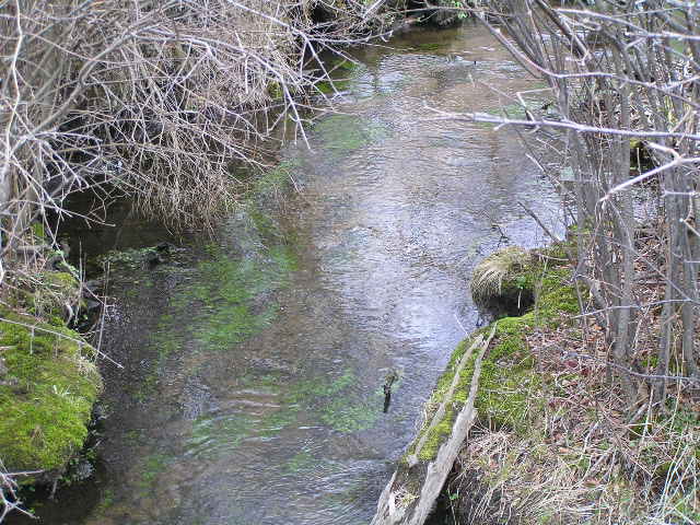 image 49 - a small stream with moss at the bottom cutting through reeds and grass