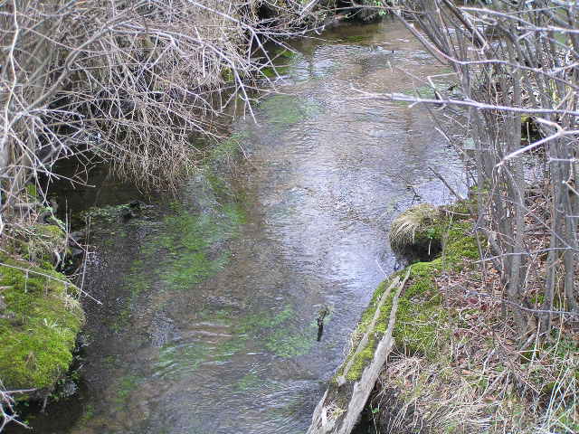 image 49 - a small stream with moss at the bottom cutting through reeds and grass