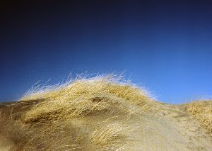 Sand Dune