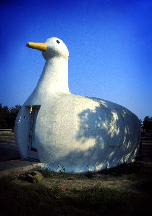 Duck Building