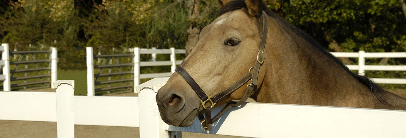 Bohemia Equestrian County Center