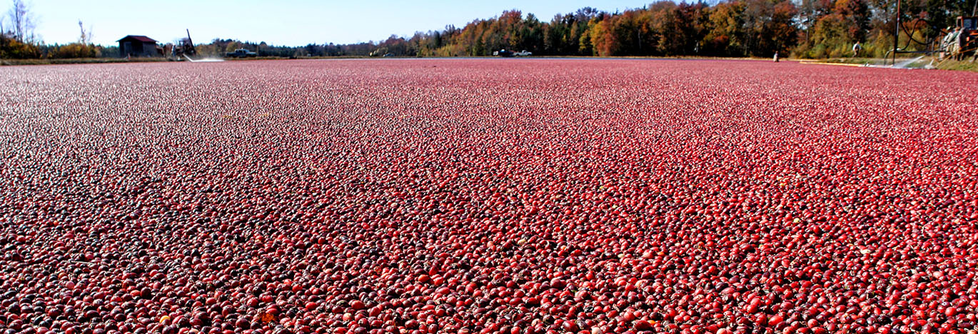 A Journey Through Time: Exploring Ohio's Hidden Gem, Cranberry Bog State Nature Preserve