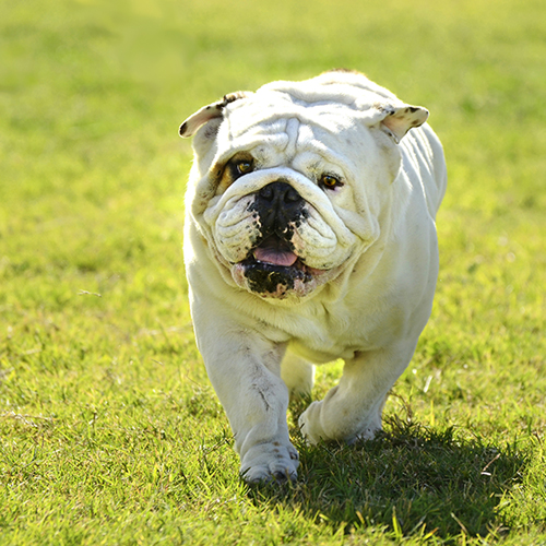 a dog running in an open field