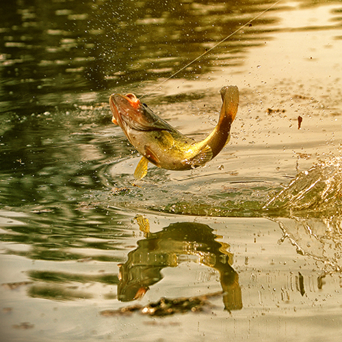 a fish caught on a line and being reeled in