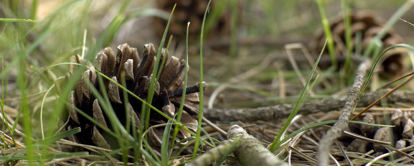 pinecones sitting on a forest floor