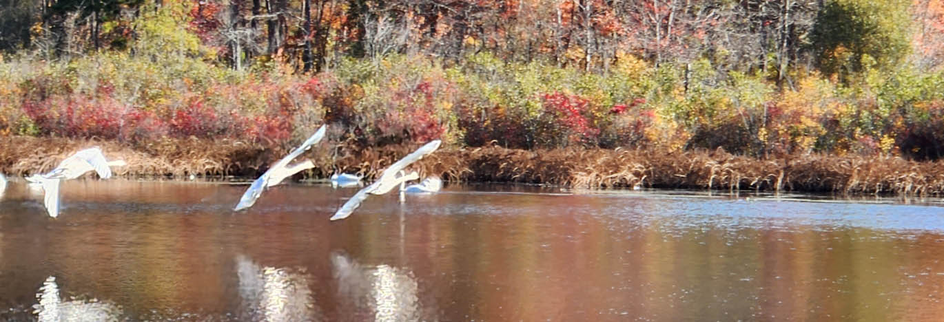 photo from Southaven County Park