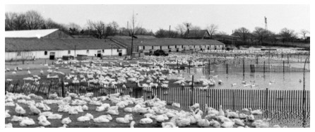 picture of li duck farm in 2009